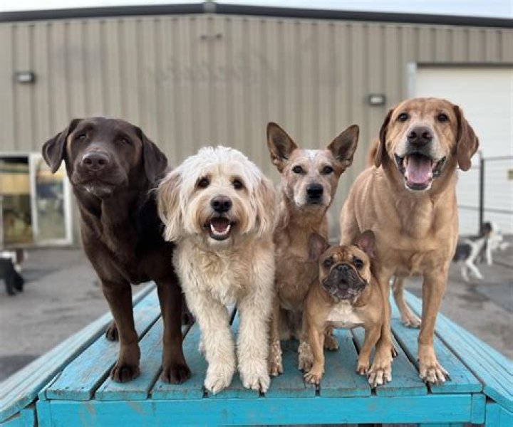Unleash Your Canine At Canine Castle Michigan - A Dog's Paradise